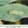 plebejus maracandicus larva chervlenye buruny 2